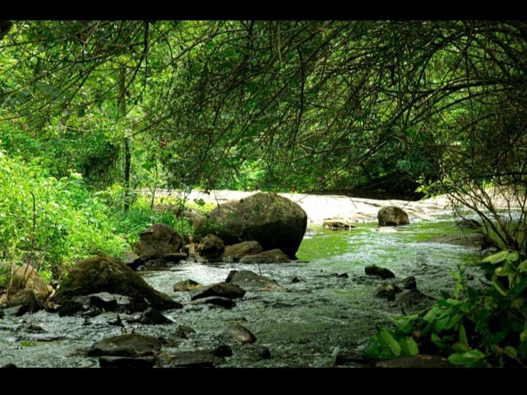Nest Resorts Athirappilly Eksteriør billede